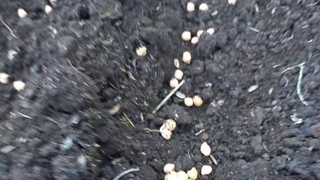 Что использовать в качестве сидератов, когда сажать? Взошла и растет картошка- июльская.