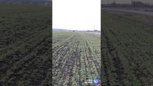ВНЕСЕНИЕ, ПОДКОРМКА ЖИДКИМ УДОБРЕНИЕМ КАС 32 на озимую пшеницу по 100 л./га.