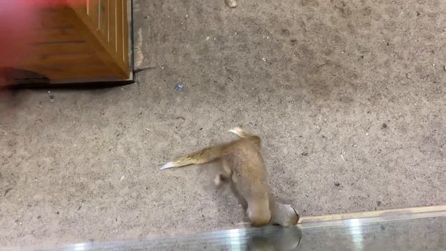 МАНГУСТЫ ПЫТАЮТСЯ СПАРИВАТЬСЯ 😁 смотреть онлайн