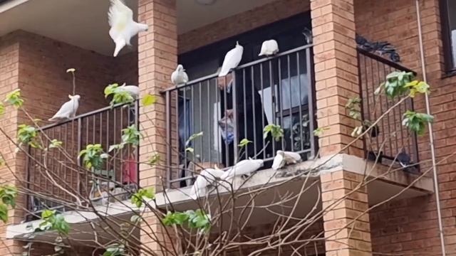 У нас праздник ! Какаду чуть не съели дедушку :-) Что происходит на балконе. Элла Австралия смотреть онлайн