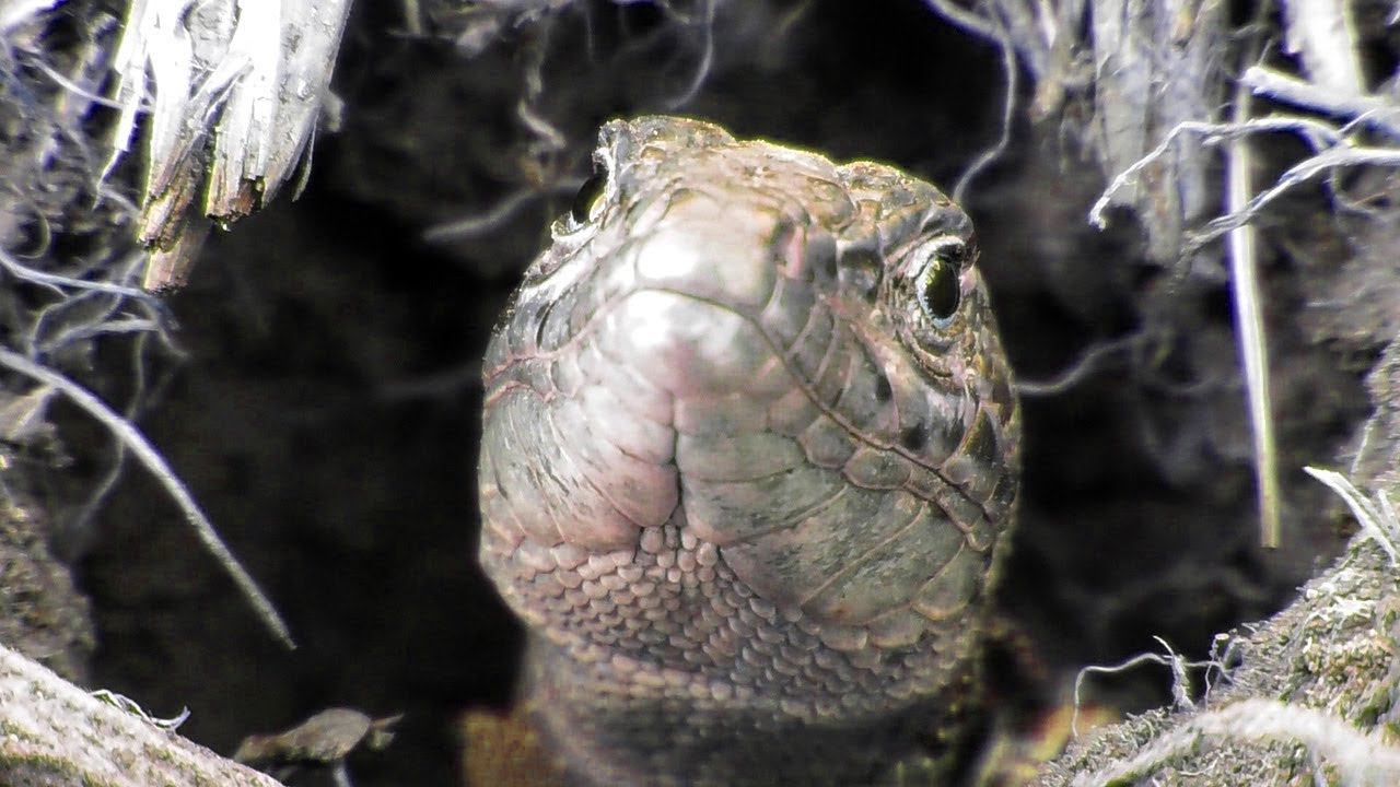 Крымская Ящерица - "Степной дракон" смотреть онлайн