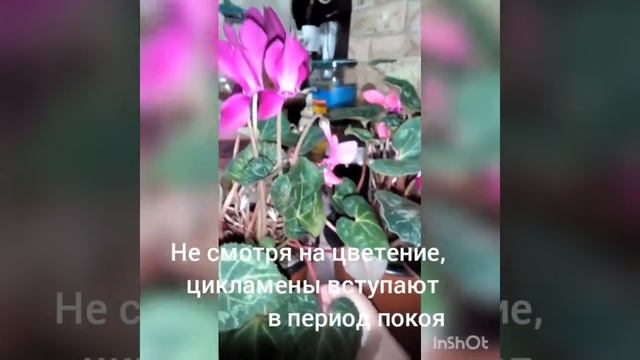 Мелкоцветковый цикламен и его полив! смотреть онлайн