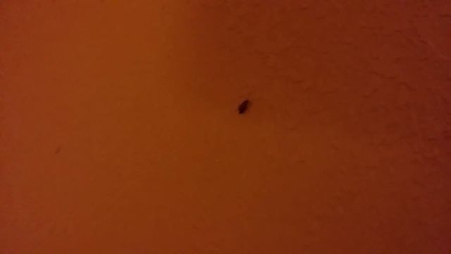 Raid ant and roach killer doesn't work смотреть онлайн