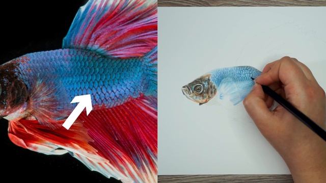 How To: Draw REALISTIC FISH SCALES - Prismacolor Colour Pencil Tutorial смотреть онлайн