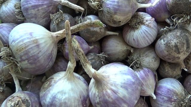 Как уложить озимый чеснок на хранение. смотреть онлайн