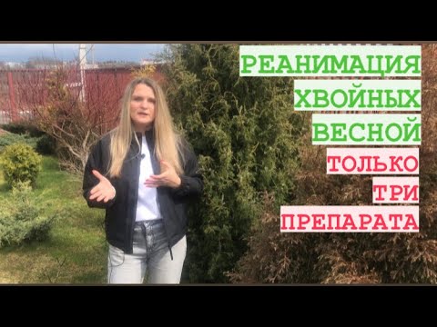 РЕАНИМАЦИЯ ХВОЙНЫХ ВЕСНОЙ _ ТРИ ПРЕПАРАТА ДЛЯ УХОДА_УДОБРЕНИЯ.mp4 смотреть онлайн