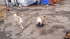 Лайка западно-сибирская. Будущие охотники со своей мамой.