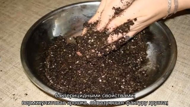 Грунт для фиалок — делаем лучший состав сами смотреть онлайн