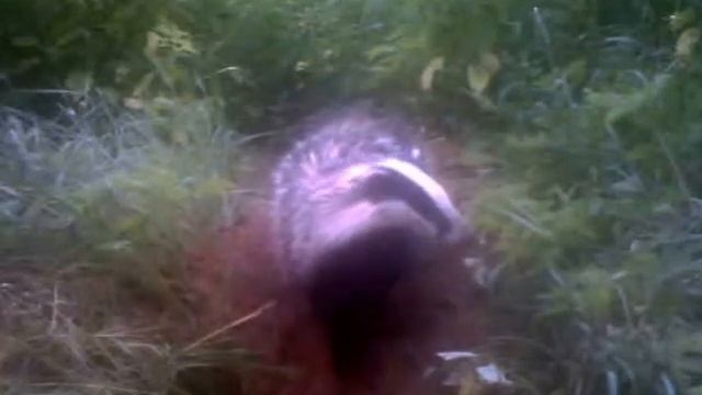 Барсук возвращается в нору после прогулки. Полистовский заповедник смотреть онлайн