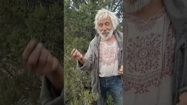 Можжевельник, Арт кластер ТАВРИДА смотреть онлайн