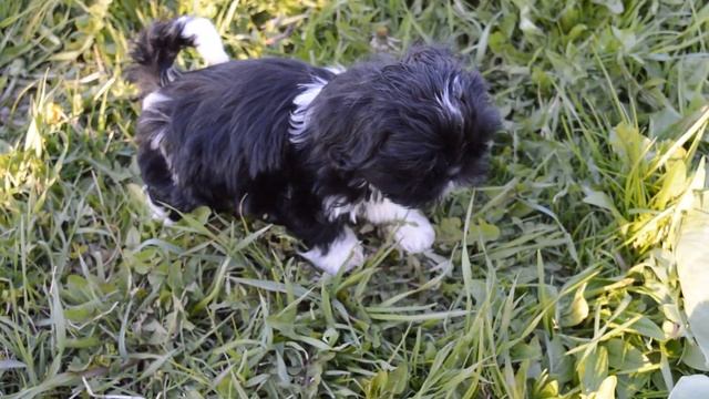 шитцу щенки смотреть онлайн