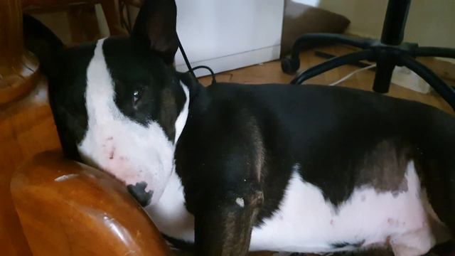 Бультерьер Понтэ скозь дрёму мило радуется хозяевам) смотреть онлайн