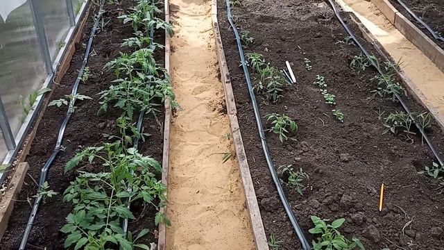 Посадка томатов на рассаду в теплицу в апреле. Новый способ выращивания. смотреть онлайн