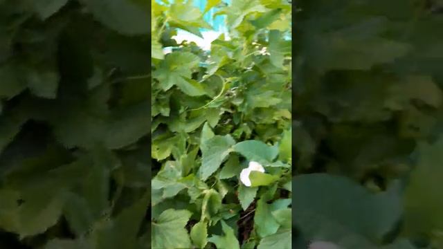 Собираем #смородина смотреть онлайн