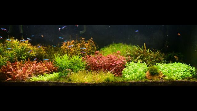 amazing plant colors 80 gal with relax music смотреть онлайн