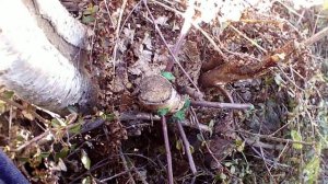 Прививка плодового дерева на березу.