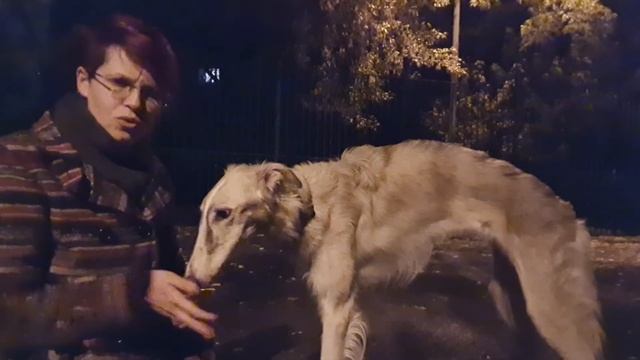 БорзоТренинг #3 - тухленькая собачка после вакцинации. смотреть онлайн