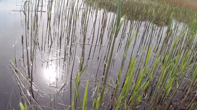 ВЕСЕННЯЯ РЫБАЛКА 2020 в камышах.Взял с собой КОСУ и СЕРП. Наловил карасей. смотреть онлайн