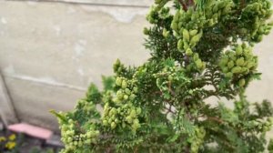 Что делать с шишками на туях?