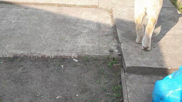 Щенки алабая среднеазиатской овчарки из питомника Аз марал продажа +79278137957 ватсап смотреть онлайн