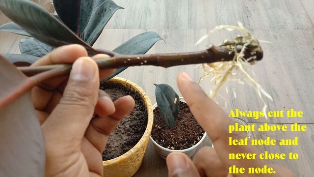Don't make this mistake while propagating rubber plant | Rubber plant propagation by leaf and node. смотреть онлайн