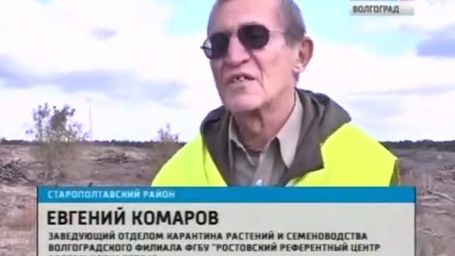 В хвойных лесах Волгоградской области активизировался черный усач. смотреть онлайн