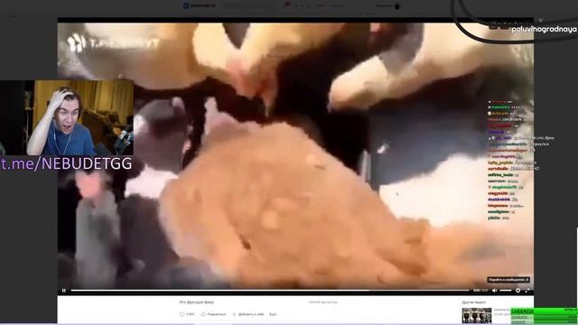 БРАТИШКИН РЕАГИРУЕТ КАК КУРИЦЫ ЕДЯТ КУРИЦУ смотреть онлайн