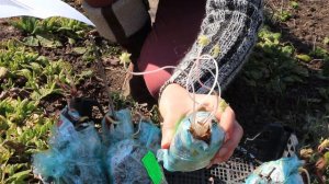 Обзор посылки с многолетними растениями №2