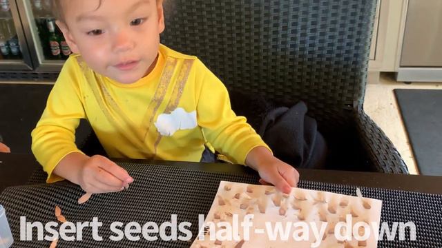 Planting Plumeria Seeds By Amira - Floating Method