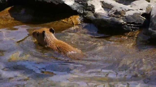 Baby Capybaras Try To Swim In A Pond