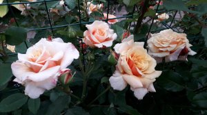 ✿➽Цветут розы в саду 2021 часть 1