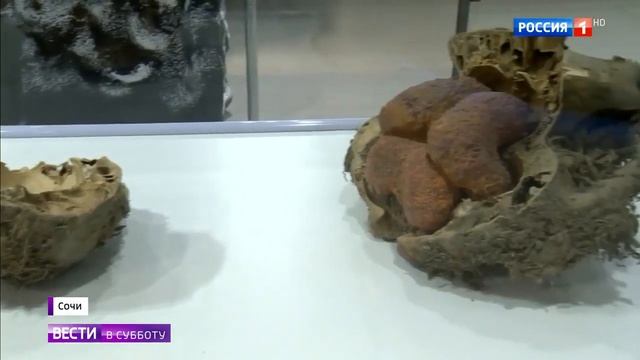 Мамонт и другие ископаемые животные удастся ли их клонировать? смотреть онлайн