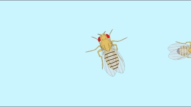 Drosophila life cycle смотреть онлайн