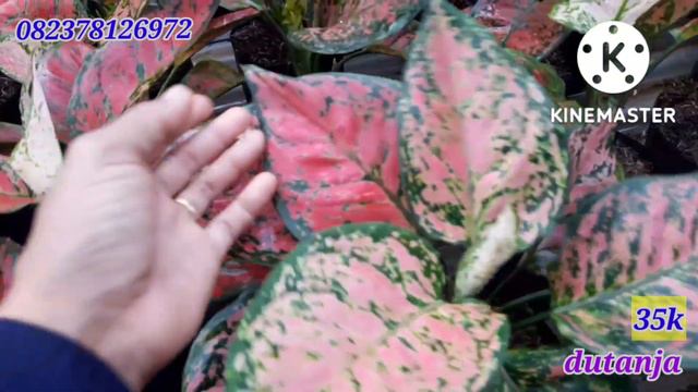 AGLONEMA TURUN HARGA MURAH смотреть онлайн