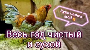 Курятник без влаги, вони и паразитов.