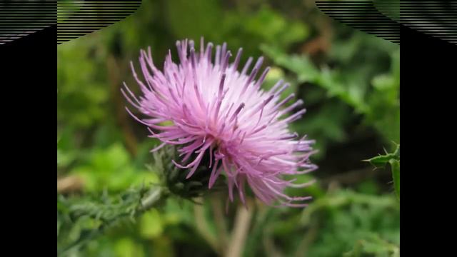 Цветы в саду.Flowers in the garden смотреть онлайн