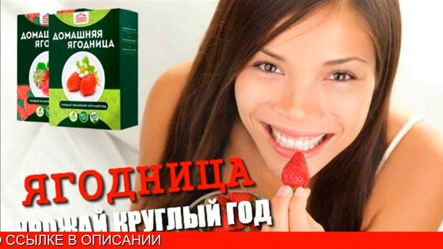 Домашняя клубника. Выращивание клубники круглый. Инструкция. Москва смотреть онлайн