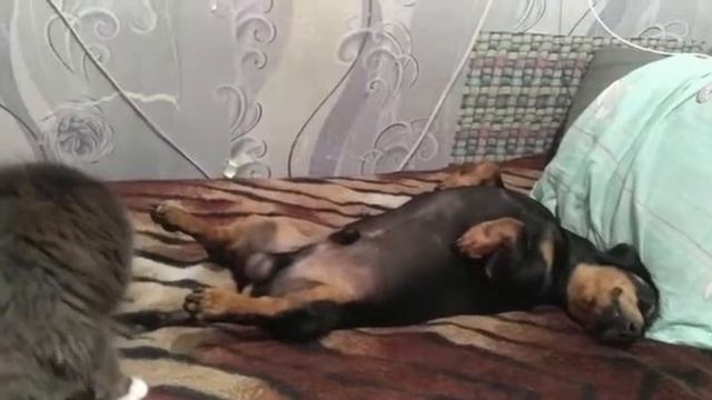 Самый крутой видео недели Спа массаж животных смотреть онлайн