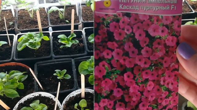 ЗНАМЕНИТЫЕ СОРТА ПЕТУНИЙ.  ПЕРАВАЛКА ПЕТУНИЙ🌺😍.
