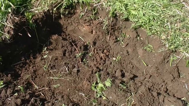 Лето в разгаре - приступаю к шурфам 434