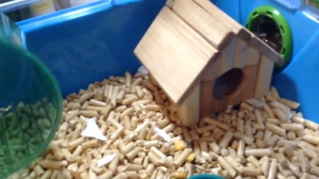 Уход за джунгарскими хомяками. Часть 1. смотреть онлайн