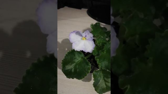 Фиалка даёт Спорт Почему? смотреть онлайн