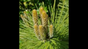 Сосна из очень маленького саженца. Как росла моя сосна в саду - 5 лет в одном видео.