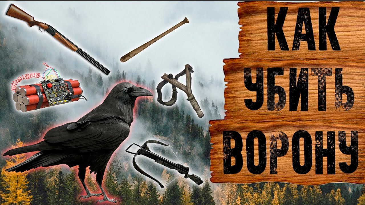 Охота на ворон! | Crow hunt! (КАК, КОГДА, ЧЕМ?) Зачем убивать ворон? смотреть онлайн