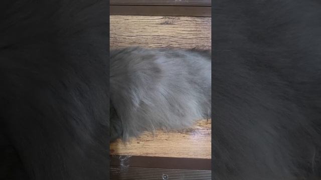 Котята шевелятся в животе у беременной кошки. Кошка Мурка в ожидании малышей?? смотреть онлайн