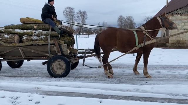 Зірка Везе Дрова Коні В Україні смотреть онлайн
