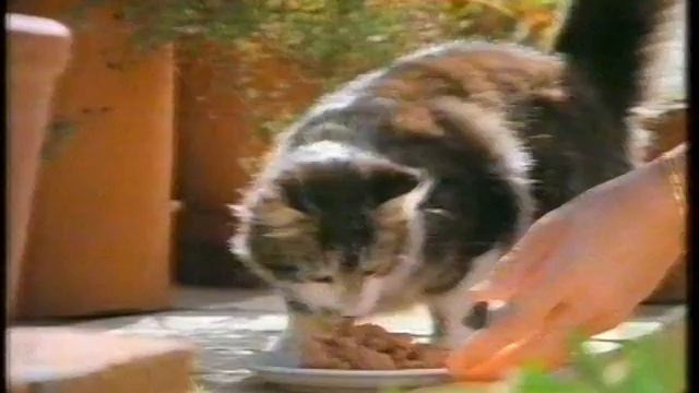 Whiskas Cat Food 1990 advertisement смотреть онлайн