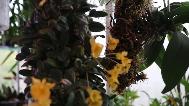 Dendrobium jenkinsii. Мой уход за ним. смотреть онлайн