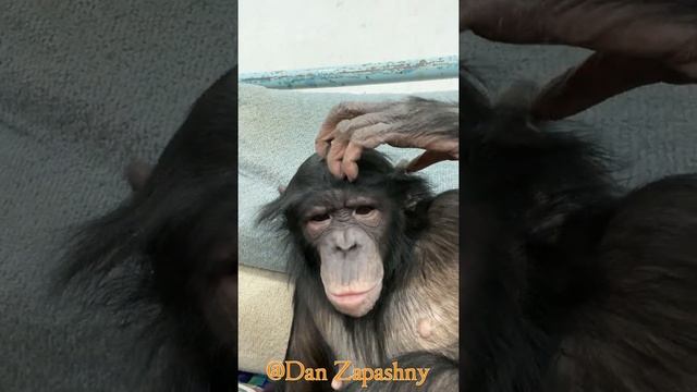 #shorts Шимпанзе Боня утром смотреть онлайн