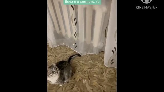 Смешные животных кто кушает фасоль смотреть онлайн